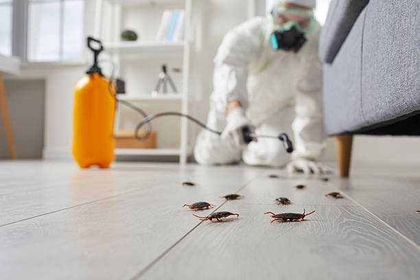 Post-Treatment Bed Bug Interceptor Monitoring in Black Canyon City